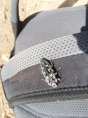 Chalcophora hondurasica