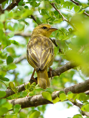 Ploceus castaneiceps
