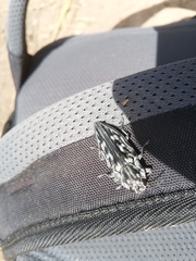 Chalcophora hondurasica