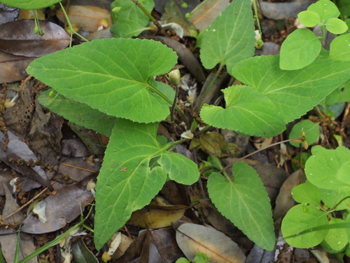 Japanese Violet (Viola japonica)