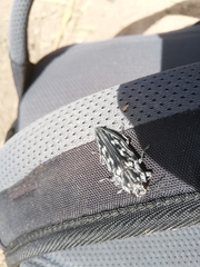 Chalcophora hondurasica