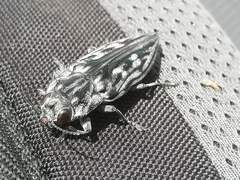 Chalcophora hondurasica