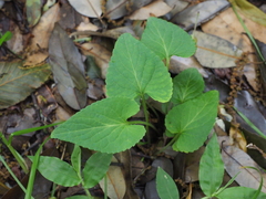 (c) carex1002, some rights reserved (CC BY) Viola japonica, photograph (c) carex1002, some rights reserved (CC BY)