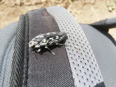 Chalcophora hondurasica