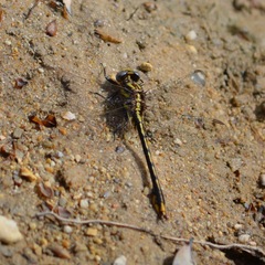 Phanogomphus exilis