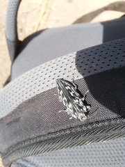 Chalcophora hondurasica