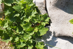 Ribes rubrum