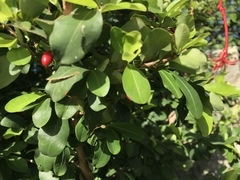 Erythroxylum havanense