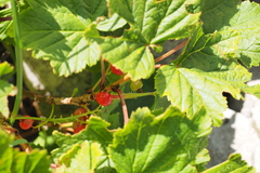 Ribes rubrum