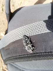 Chalcophora hondurasica