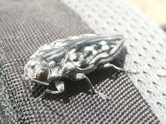 Chalcophora hondurasica