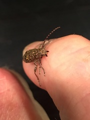 Plectrura spinicauda