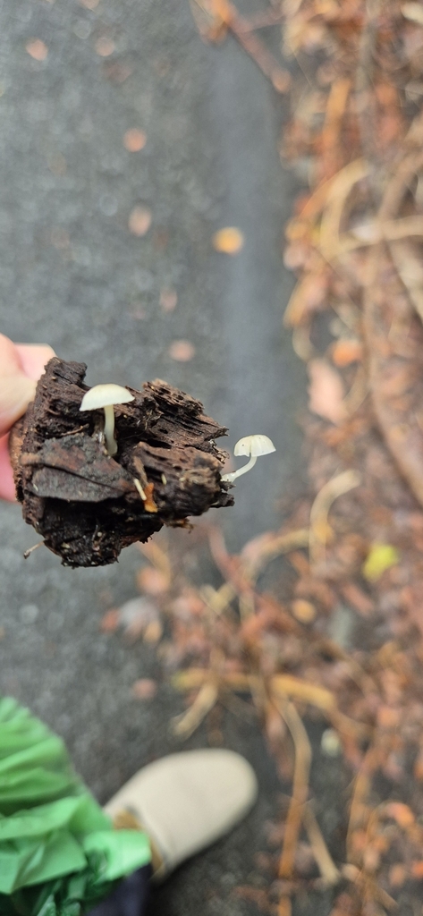Roridomyces austrororidus · May 2025 · photo: © opanukuexplorer (iNaturalist, cc0)