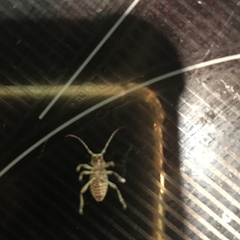 Plectrura spinicauda