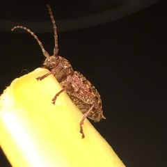 Plectrura spinicauda