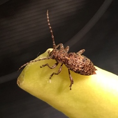 Plectrura spinicauda