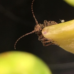 Plectrura spinicauda