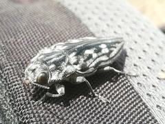 Chalcophora hondurasica