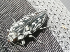 Chalcophora hondurasica