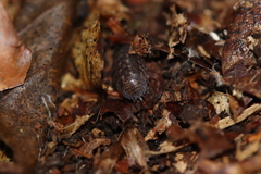 Protracheoniscus politus