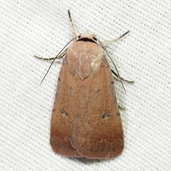 Anicla biformata