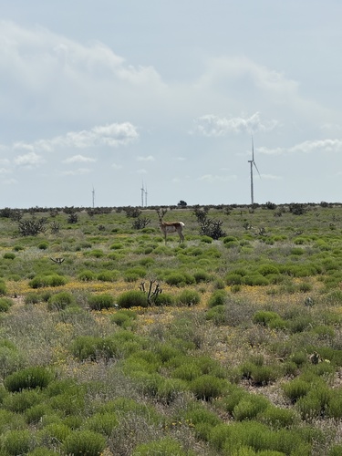 Pronghorn