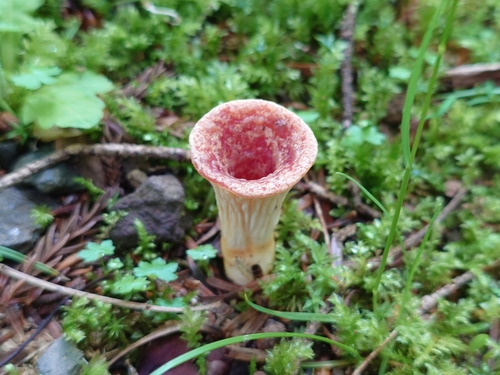 Turbinellus floccosus