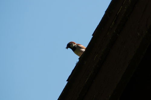 House Sparrow photographed in Idaho