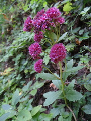 Hylotelephium telephium fabaria