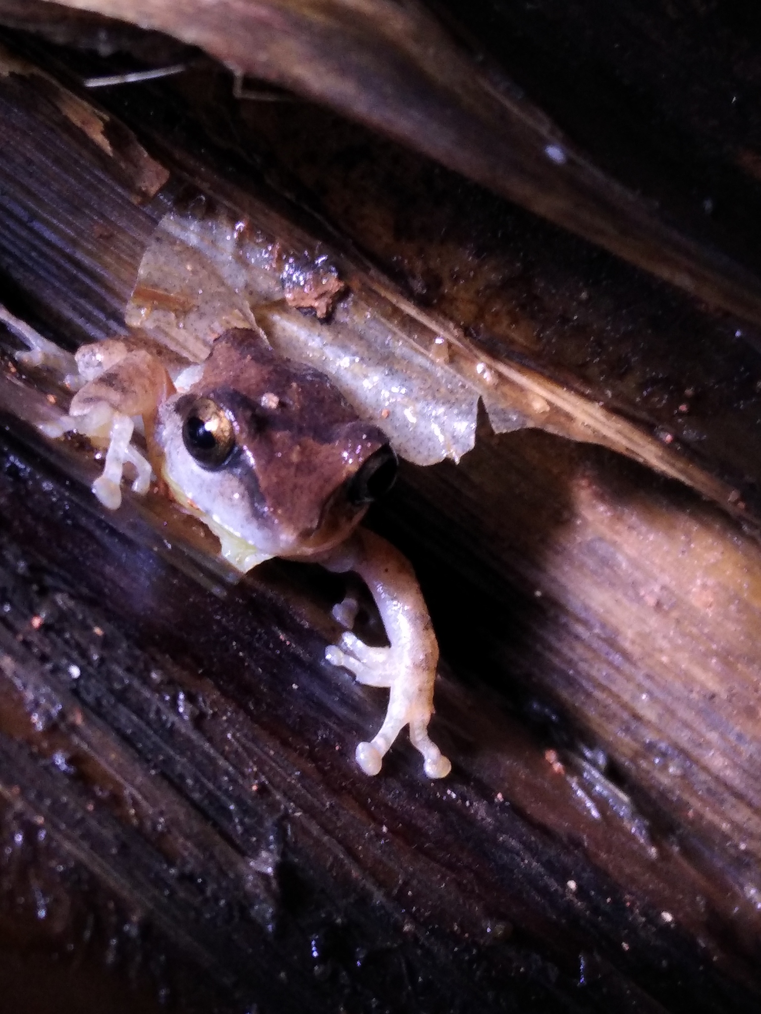 Wynaad Brown Eared Shrub Frog
