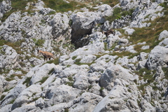 Rupicapra rupicapra balcanica
