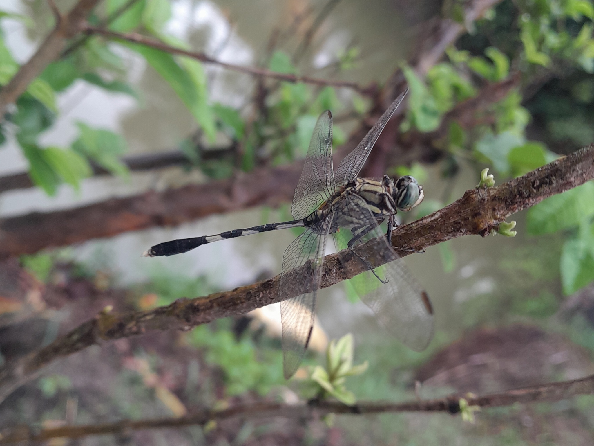 Slender Skimmer