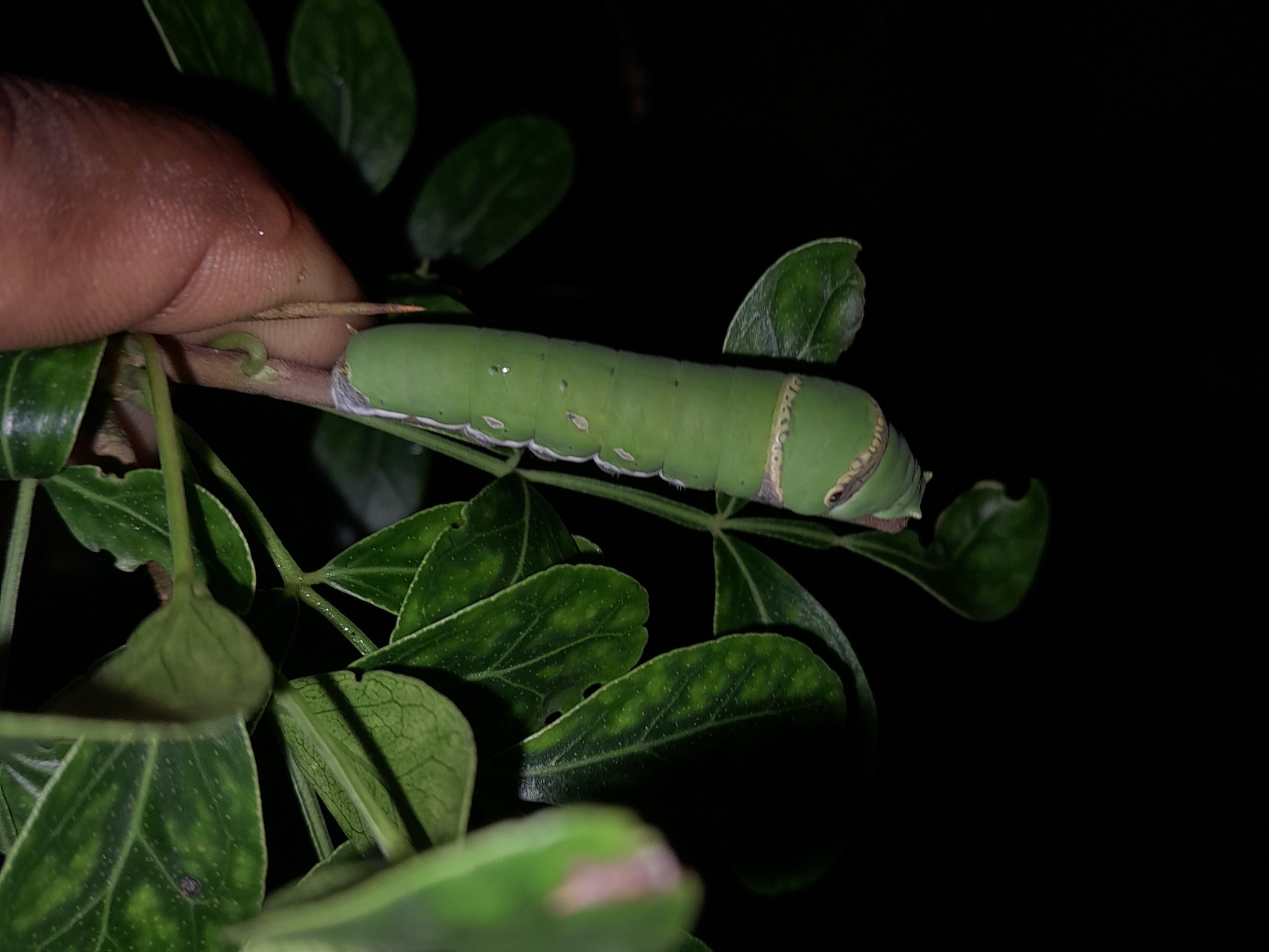 Lime Swallowtail