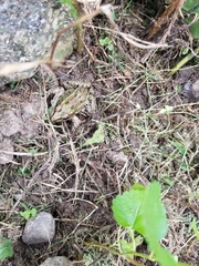 Lithobates kauffeldi