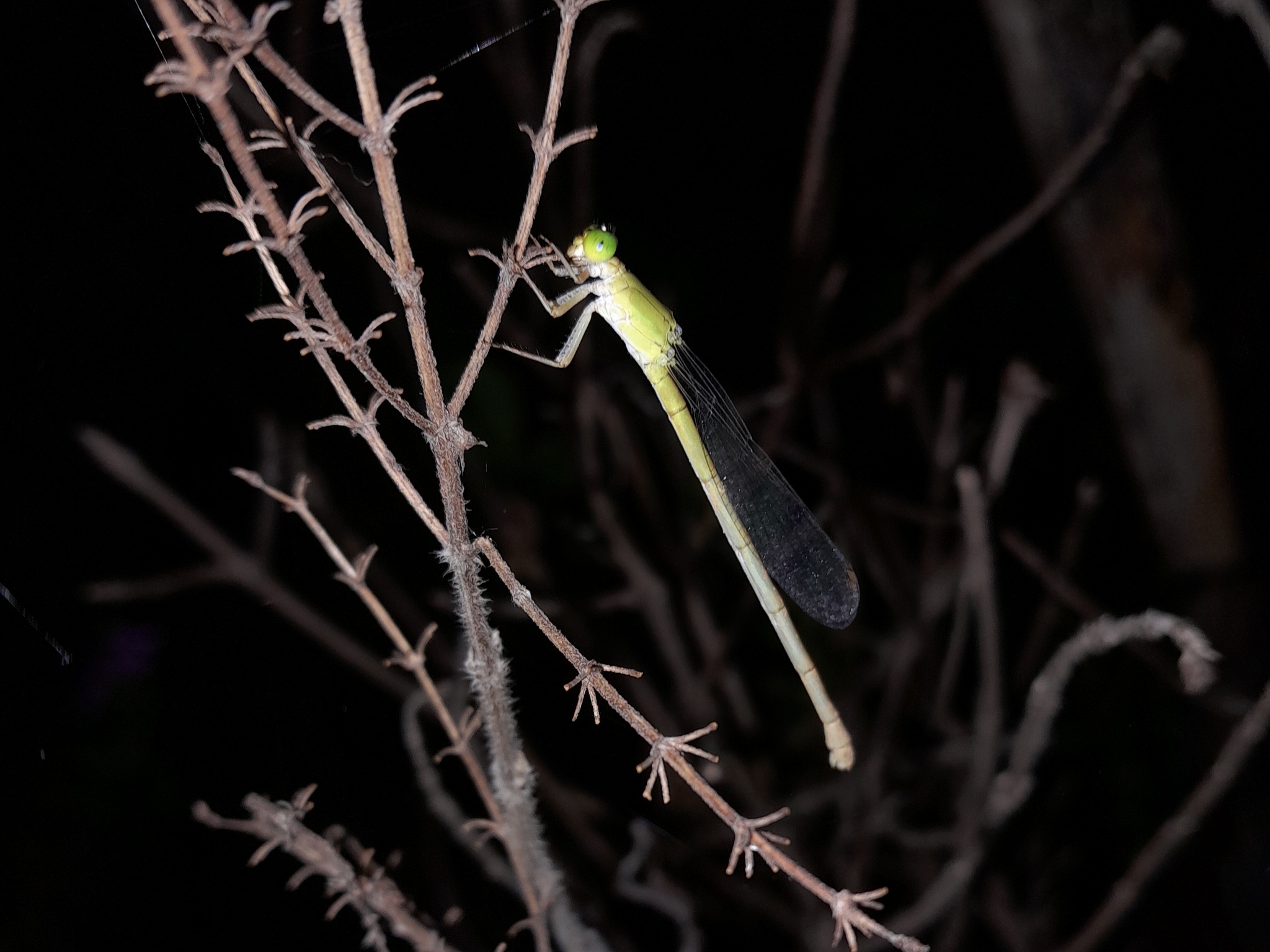 Coromandel Marsh Dart