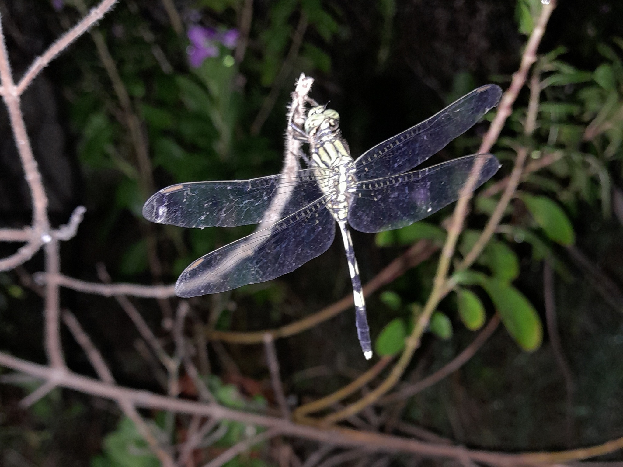Slender Skimmer