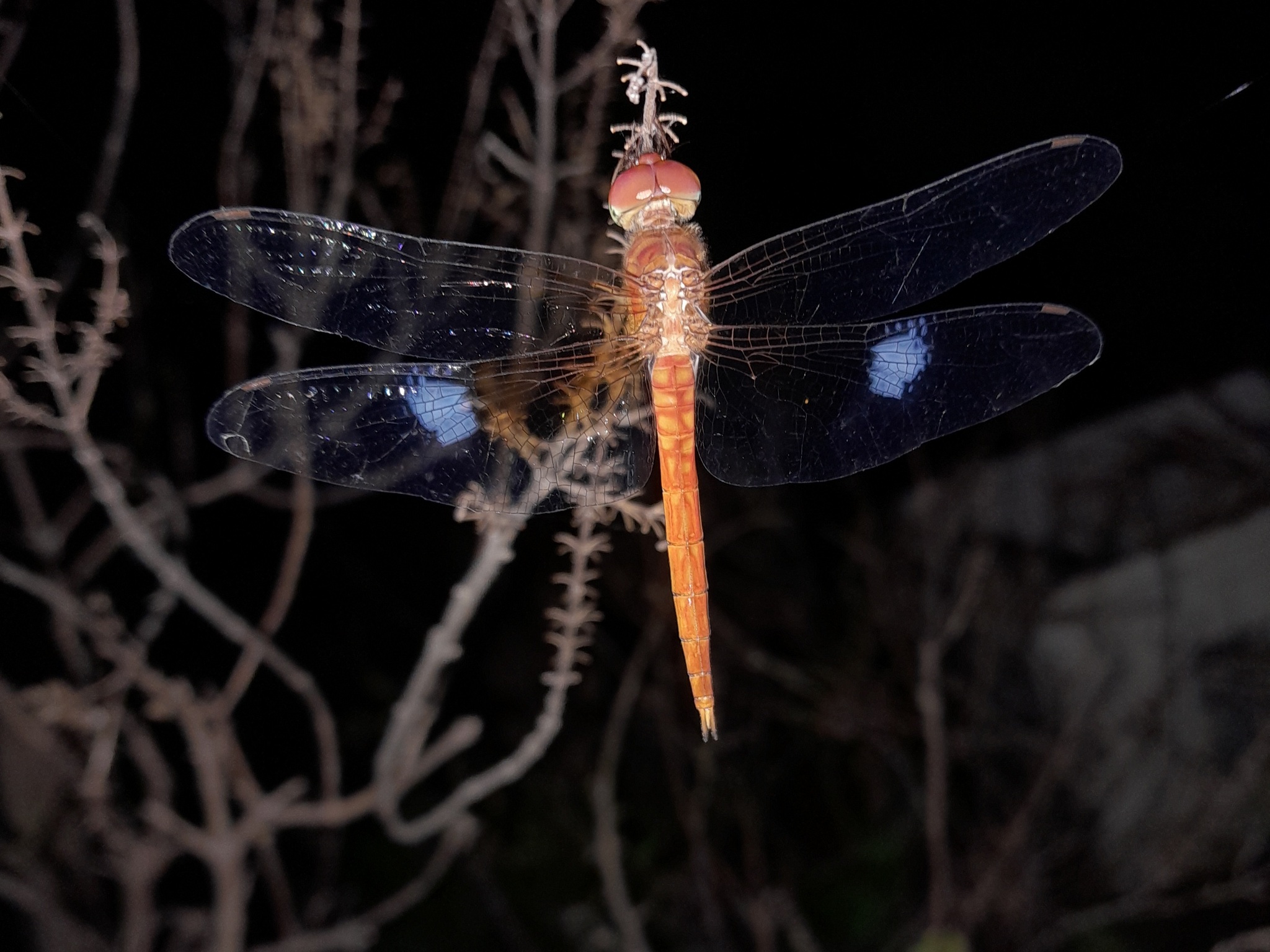 Coral-Tailed Cloudwing
