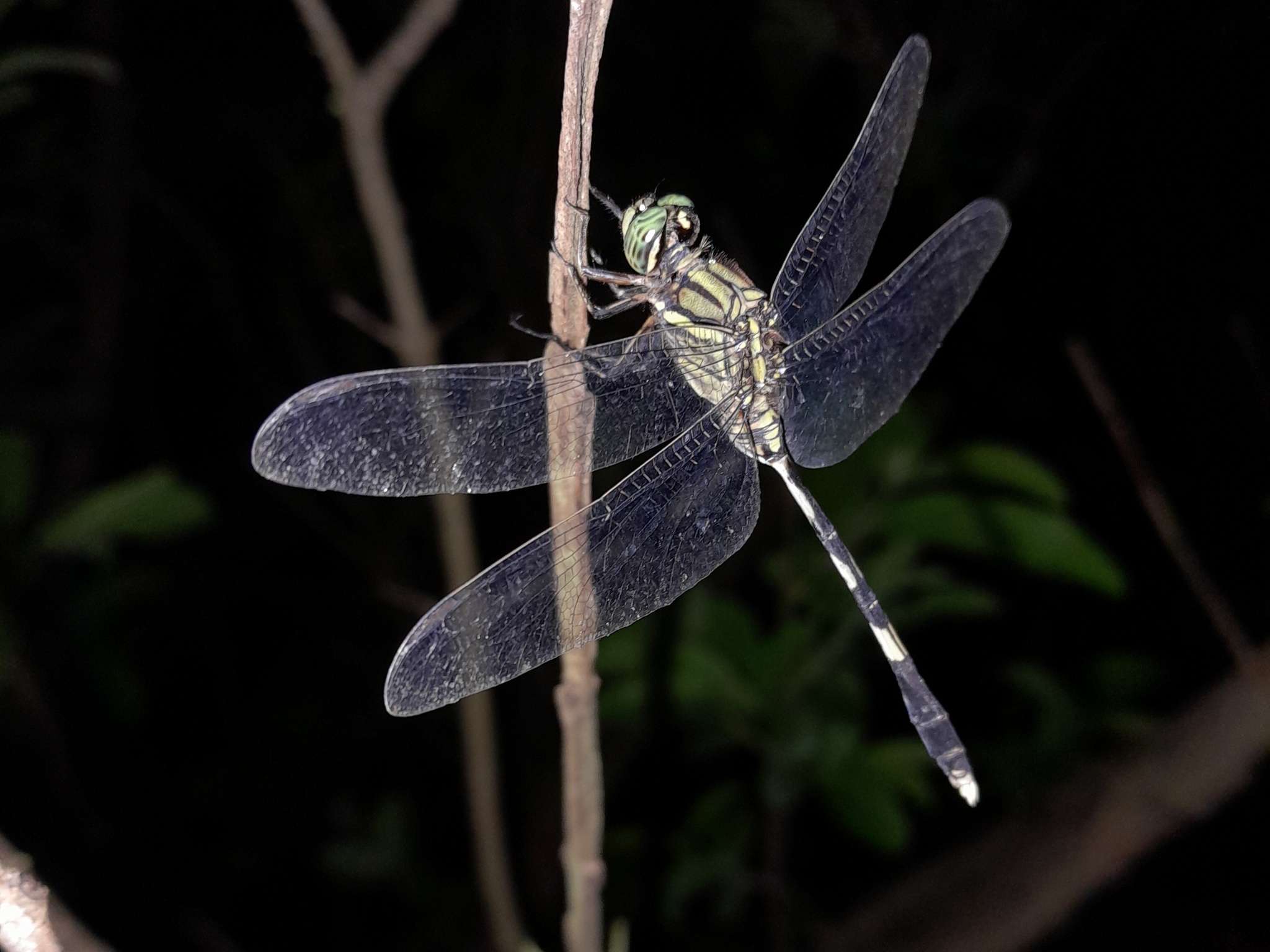 Slender Skimmer
