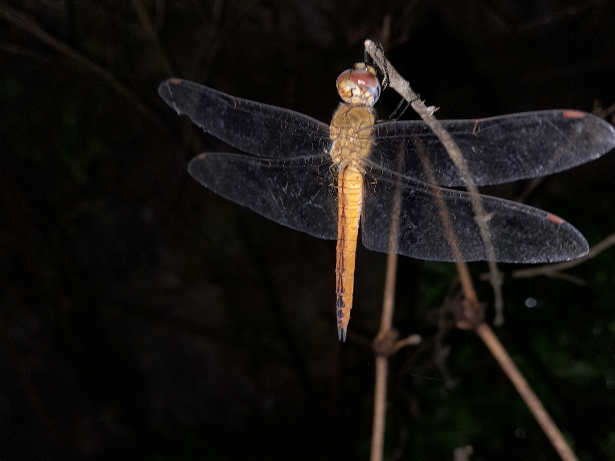 Globe Skimmer