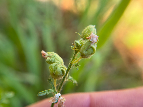 Palmleaf Globemallow (Sphaeralcea pedatifida)
