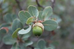 Quercus depressipes