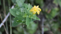 Hypericum undulatum