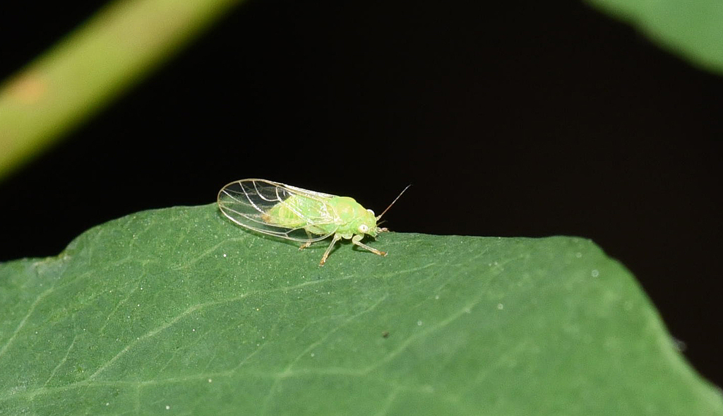 Psyllid