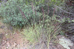 Muhlenbergia rigida