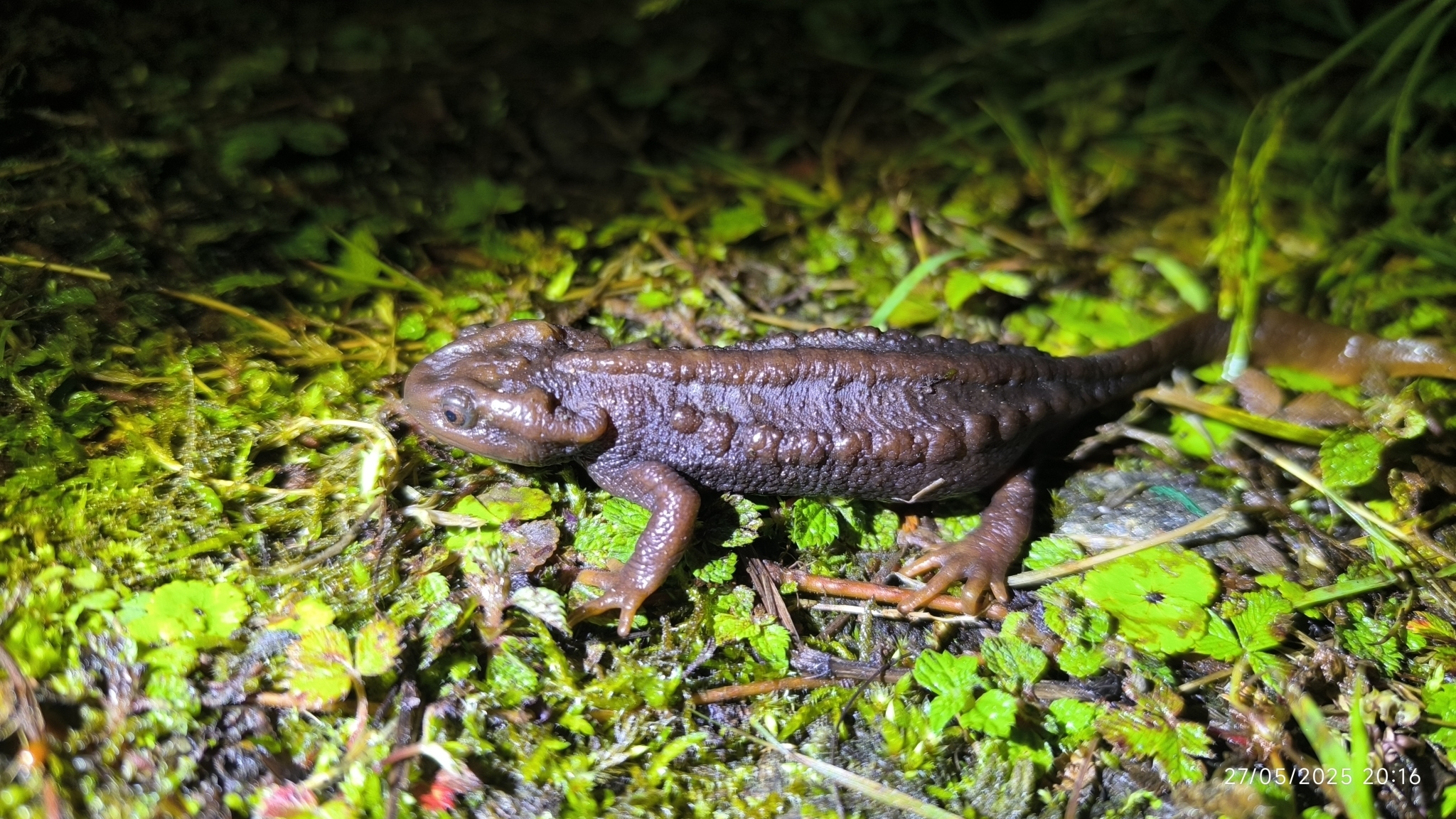 Himalayan Crocodile Newt