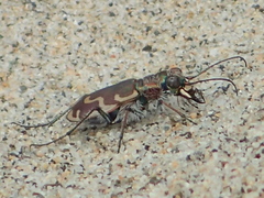Cicindela repanda repanda
