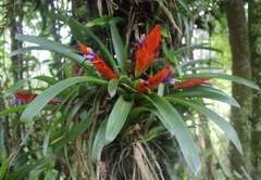 Tillandsia multicaulis