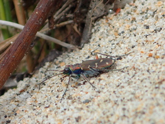 Cicindela oregona oregona