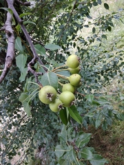 Pyrus communis caucasica