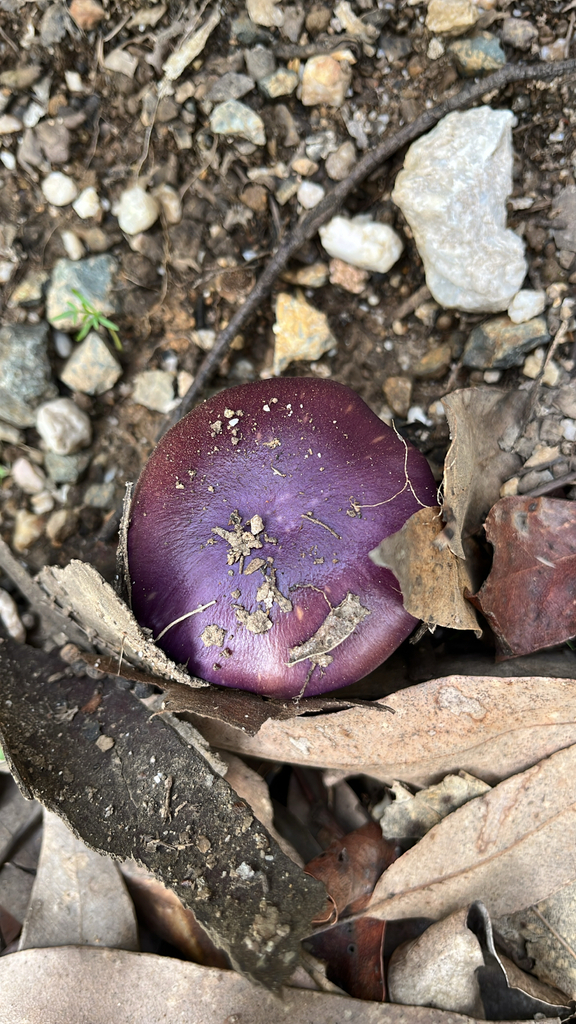 Cortinarius archeri · May 2025 · photo: © brechtverstraete (iNaturalist, cc0)